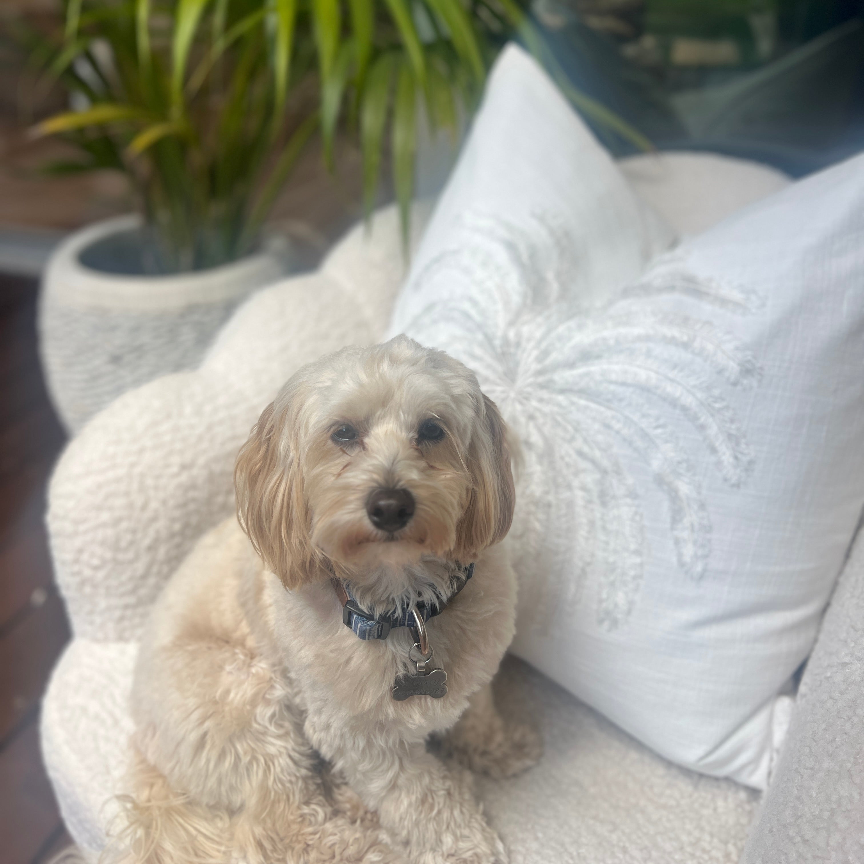 White decorative cushion on a sofa with dog.