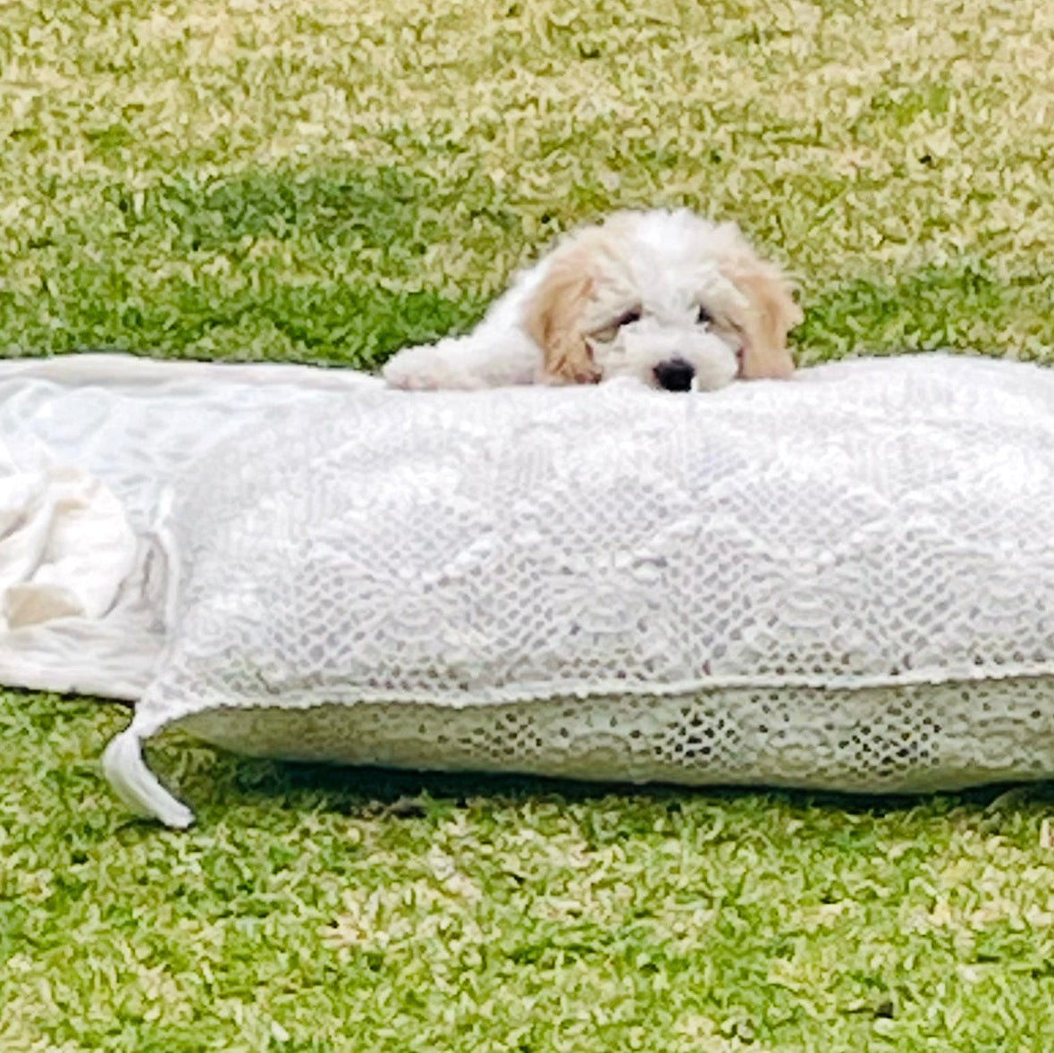 Puppy lying on a large white cushion in a grassy area.